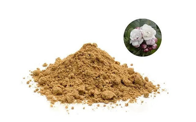 Bạch đồng nữ có tác dụng gì?