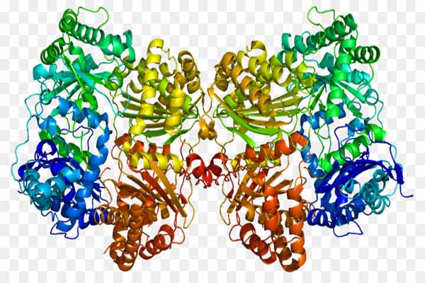 Cơ chế tác dụng của enzyme thế nào?