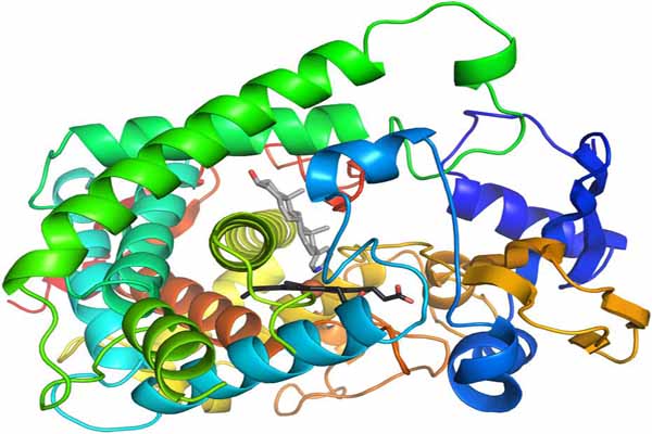 Tìm hiểu: Enzyme là thuốc gì?
